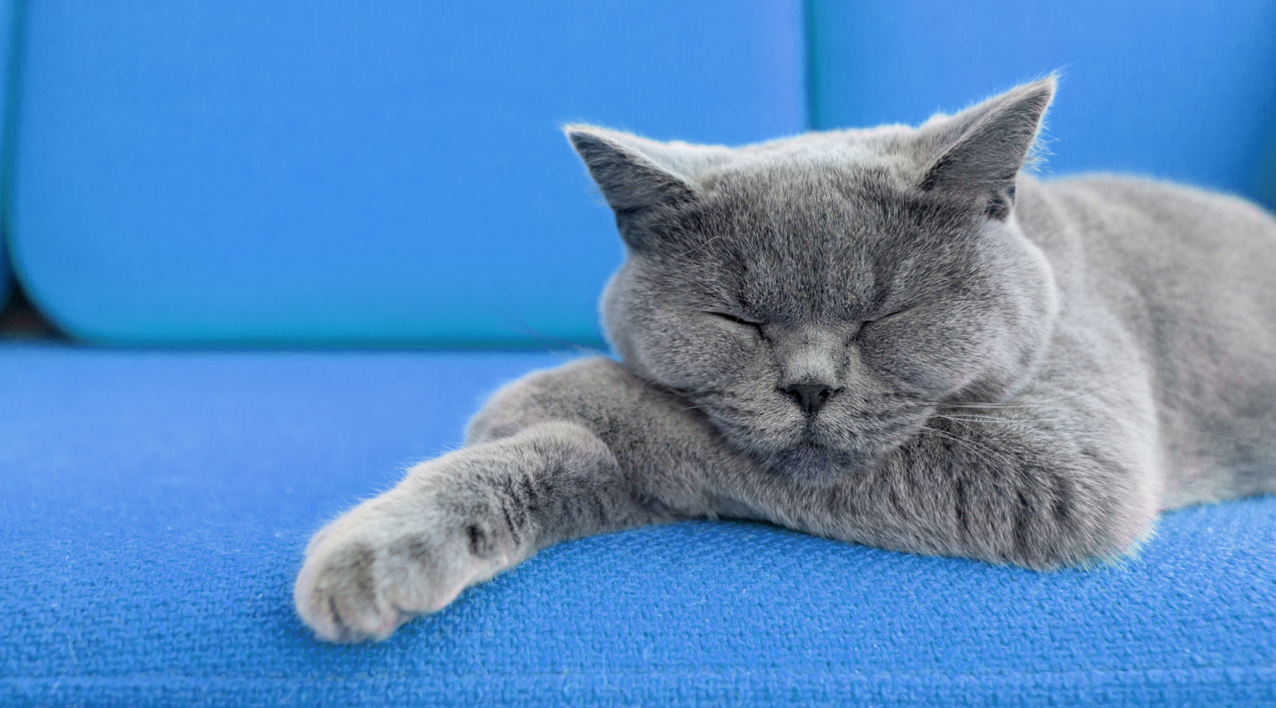 The Science of Napping: Maximizing Your Slumber for Optimal Health